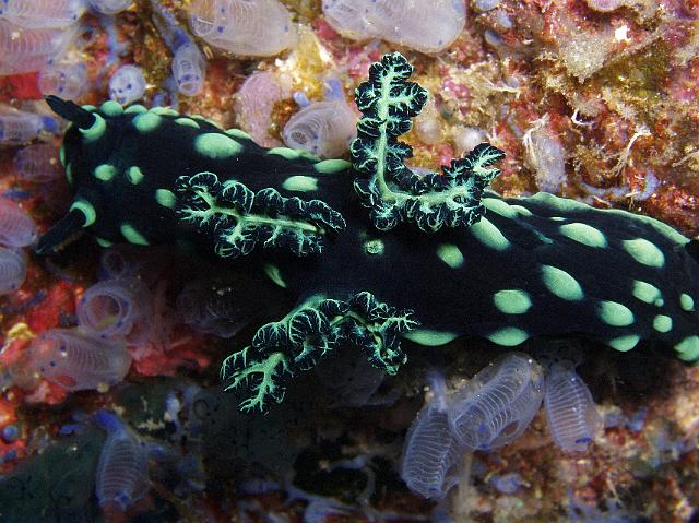 Neonsternschnecke 123.jpg